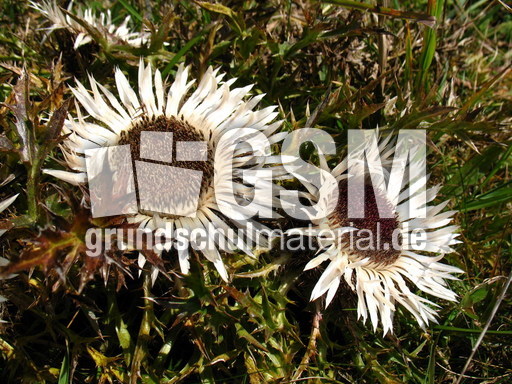 Schweiz Le Chasseral 009.JPG